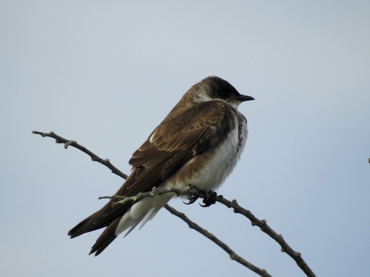 Brown-chested Martin - ML119829571