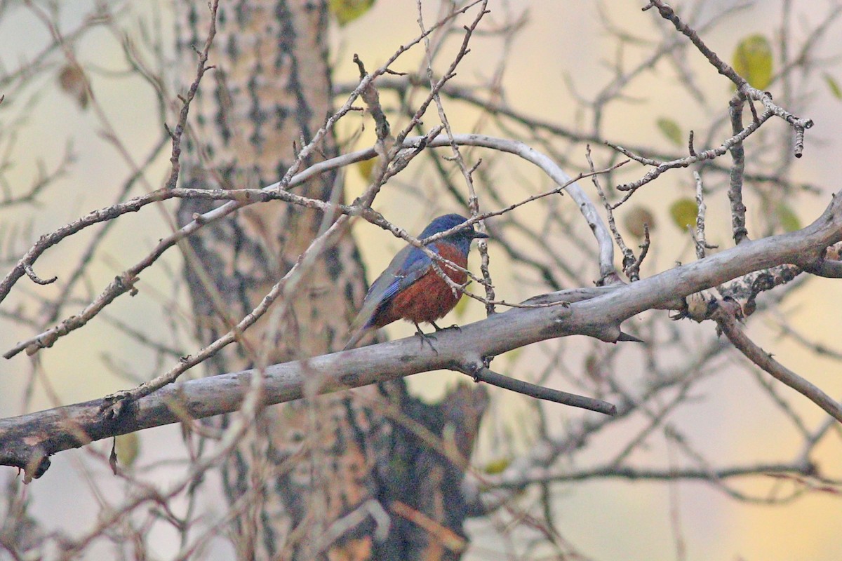 Chestnut-bellied Rock-Thrush - ML119829681