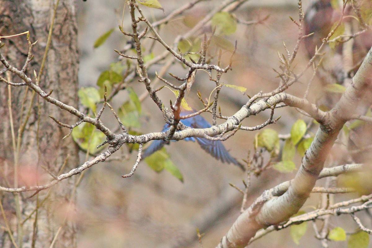 Chestnut-bellied Rock-Thrush - 白尾 海雕