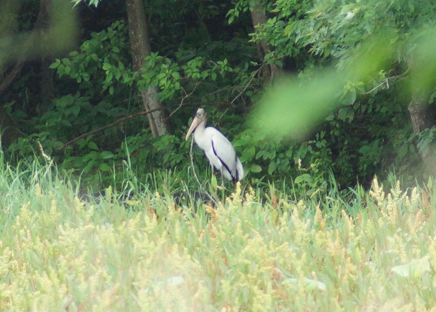 Wood Stork - Carol Morgan