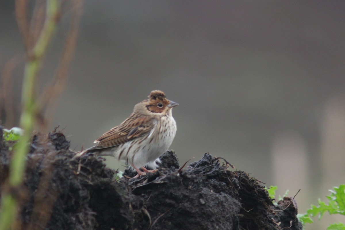 Little Bunting - ML119831151