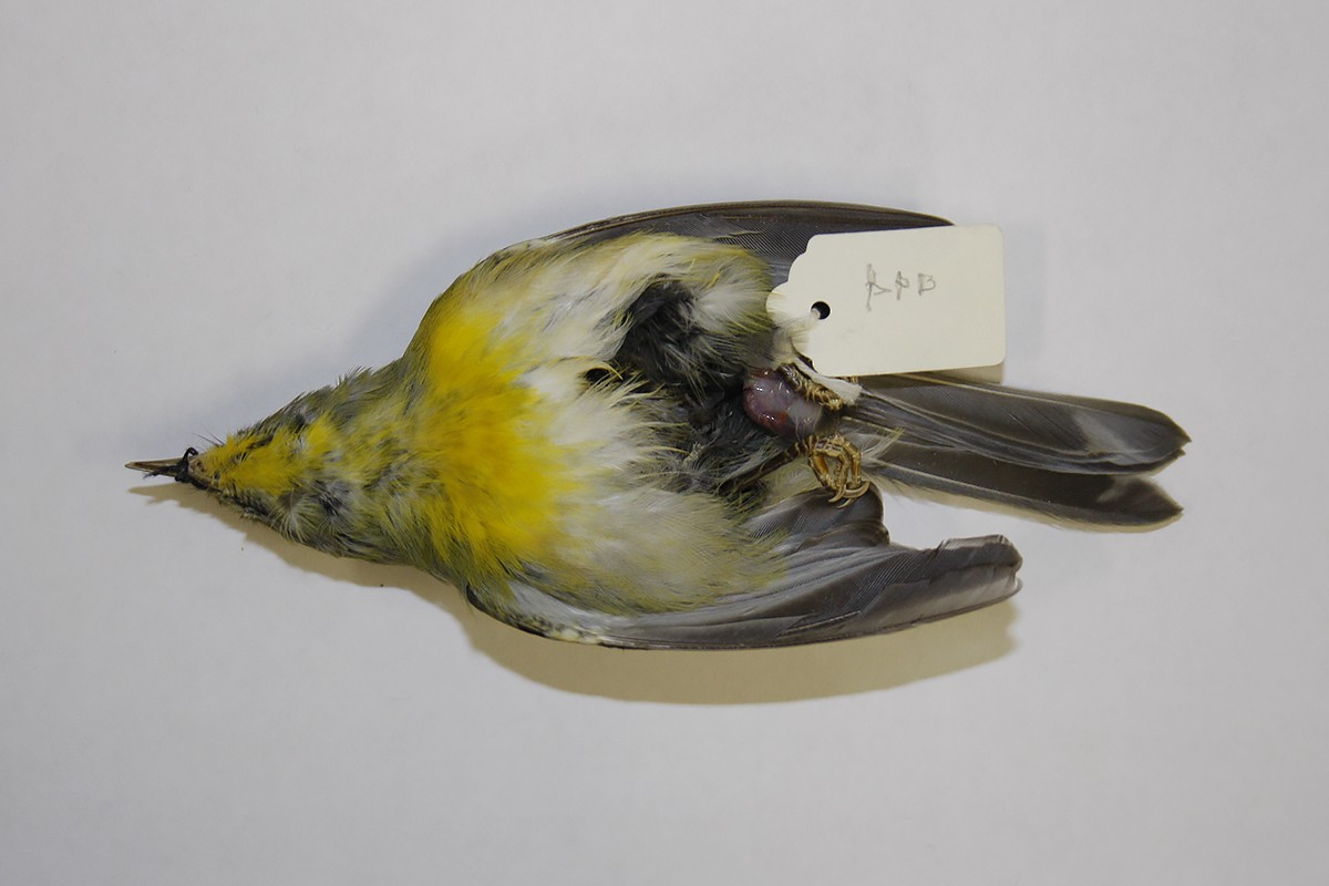 Northern Parula - ML119833231