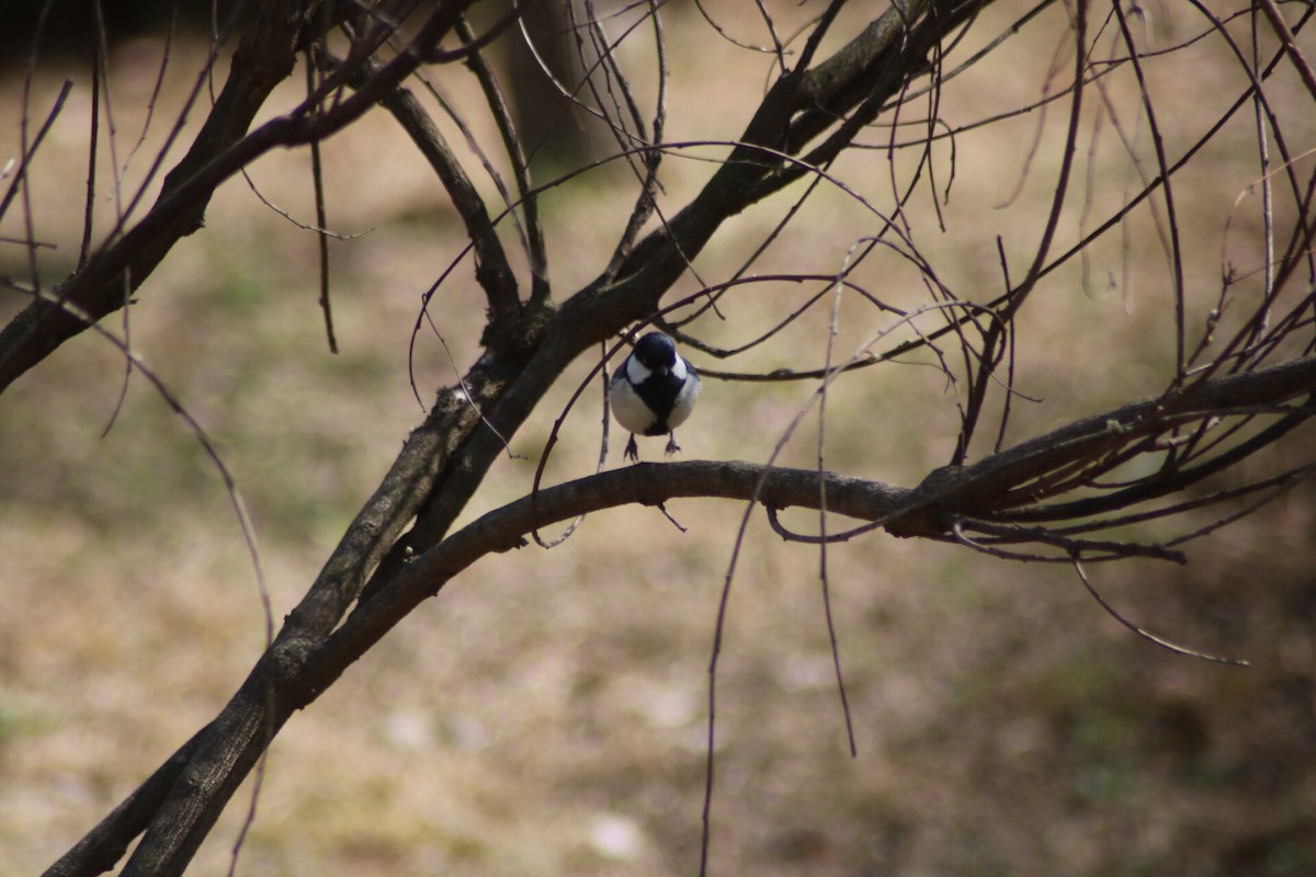 Asian Tit - ML119833441