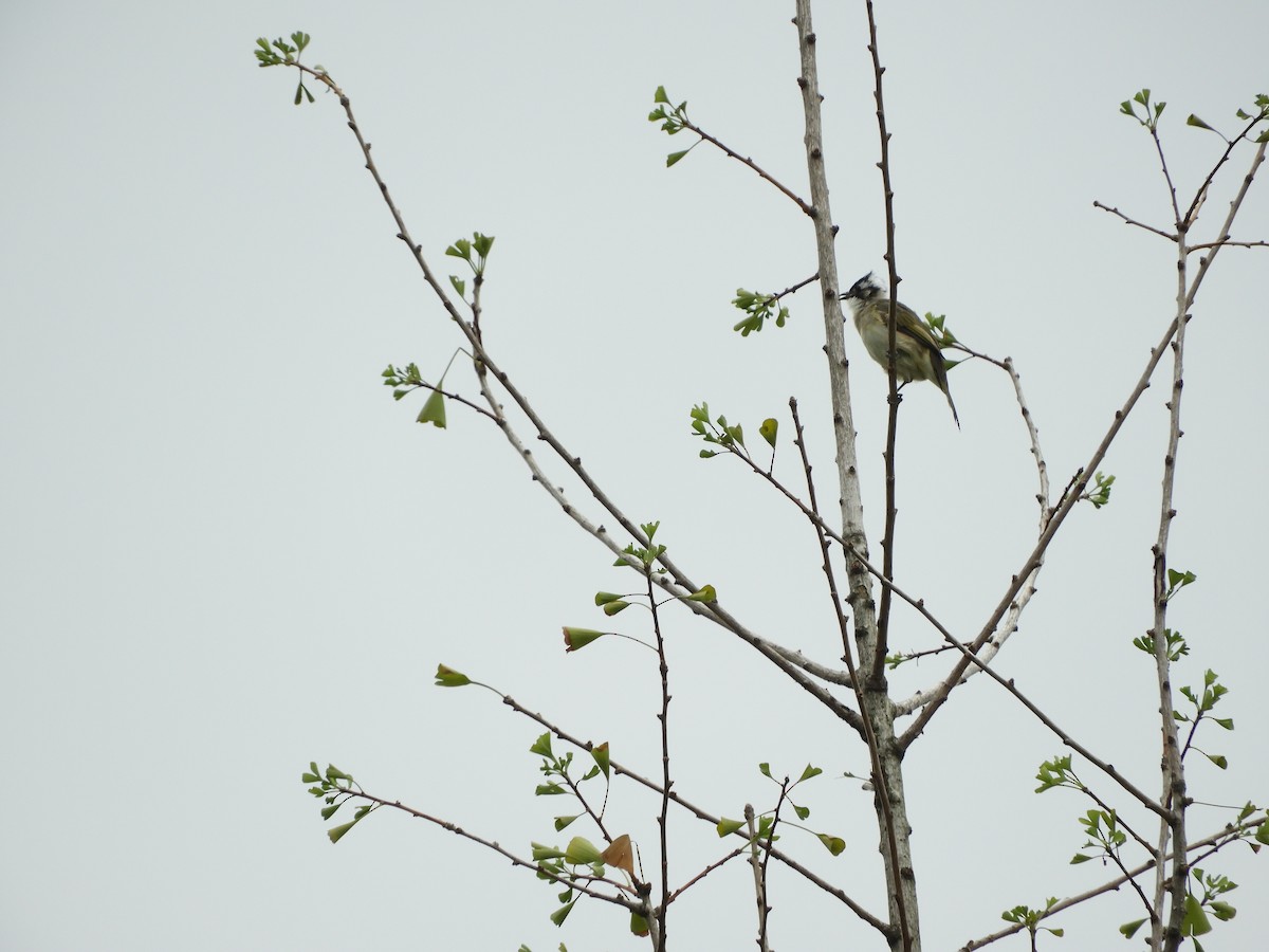 Light-vented Bulbul - ML119834061