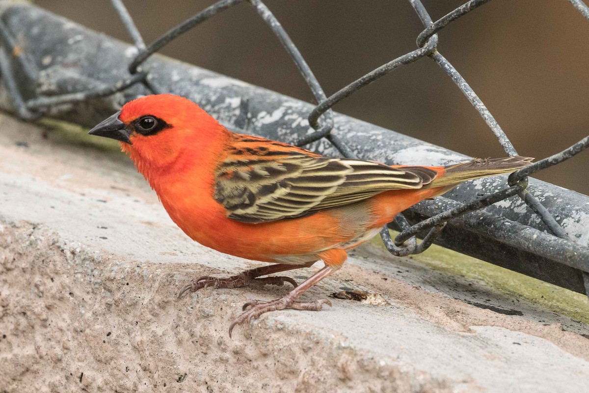 Red Fody - Eric VanderWerf