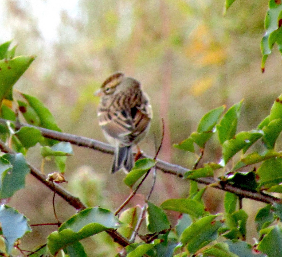 Chipping Sparrow - ML119836351