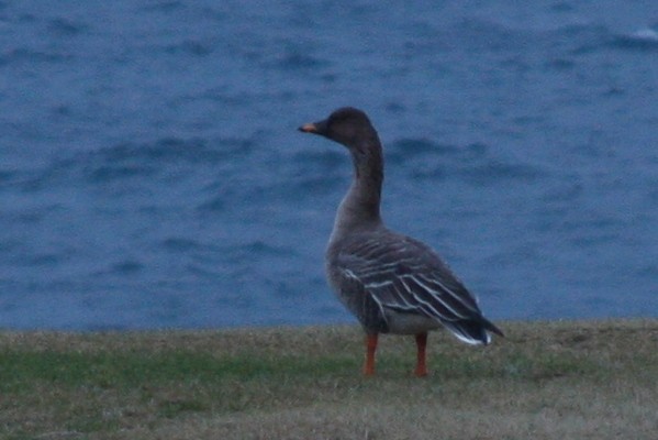 Taiga/Tundra Bean-Goose - Ingvar Atli Sigurðsson