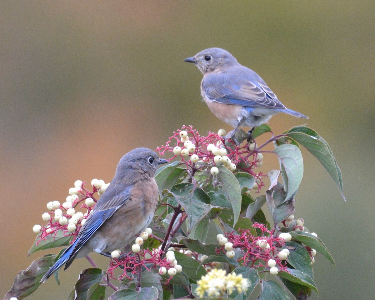 Eastern Bluebird - David Kennedy