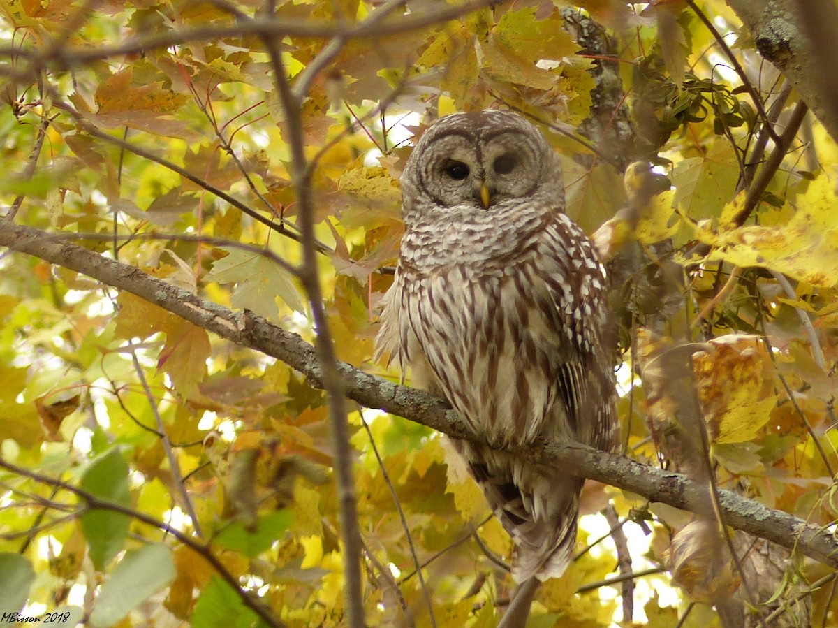 Barred Owl - Micheline Bisson