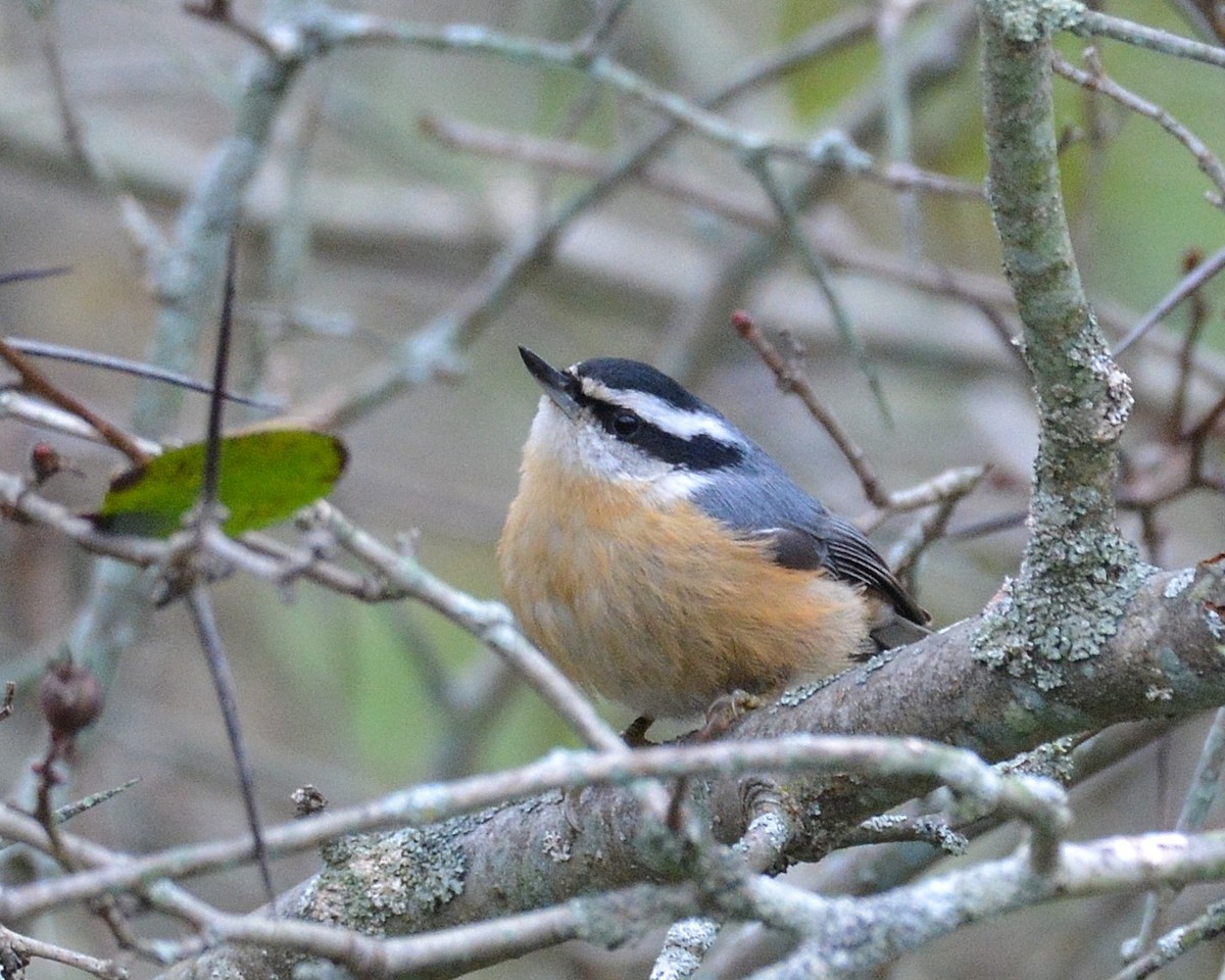 Red-breasted Nuthatch - David Kennedy