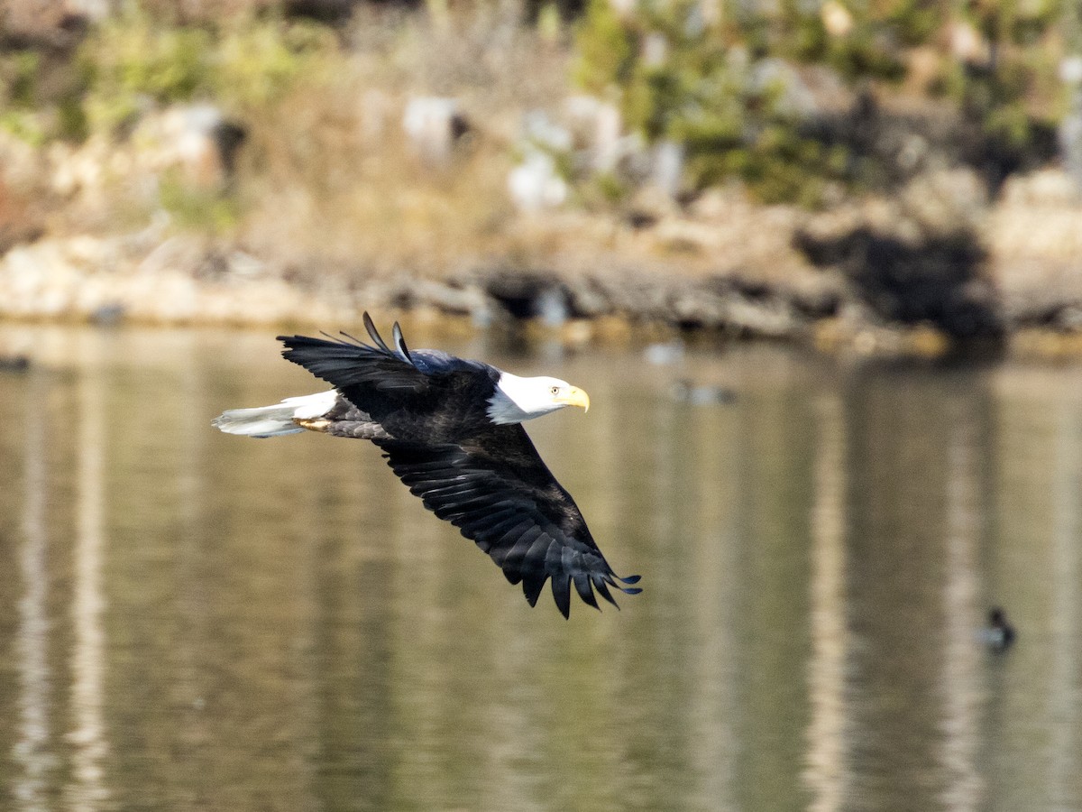 Weißkopf-Seeadler - ML119839071