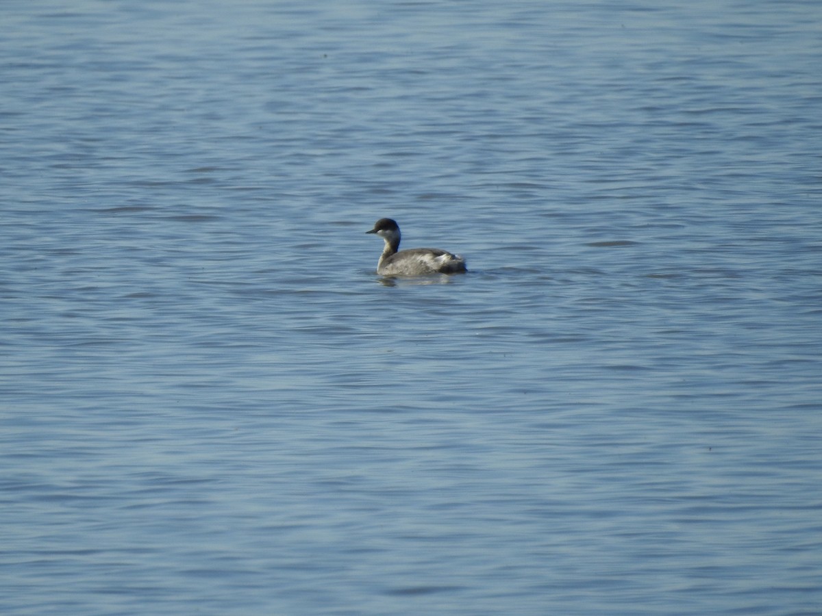 Horned Grebe - ML119839191