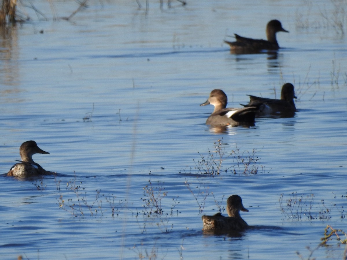 Gadwall - ML119839731