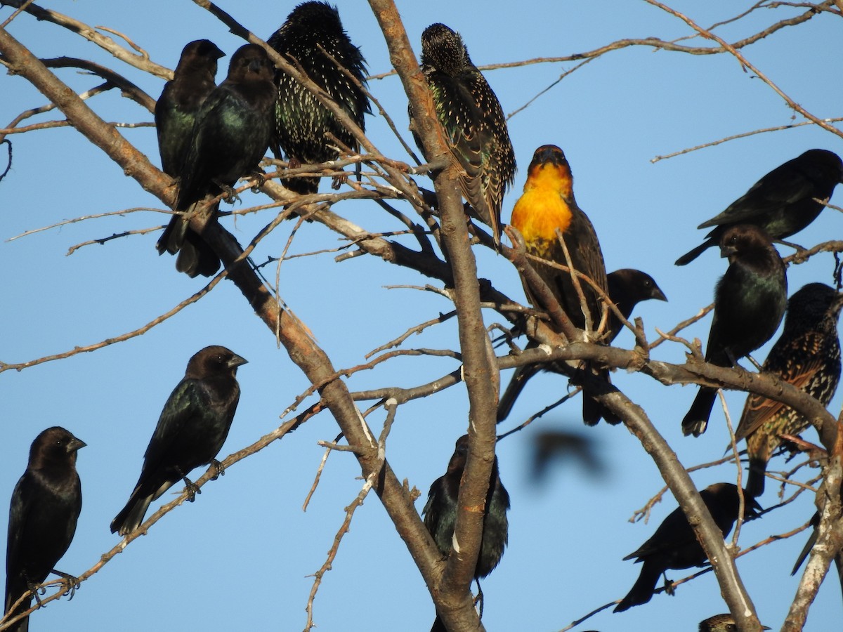 Yellow-headed Blackbird - ML119840081