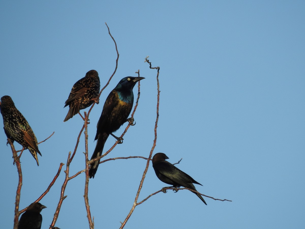 Common Grackle - ML119840271