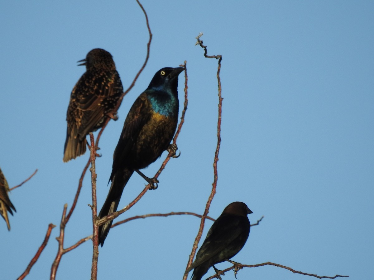 Common Grackle - ML119840321