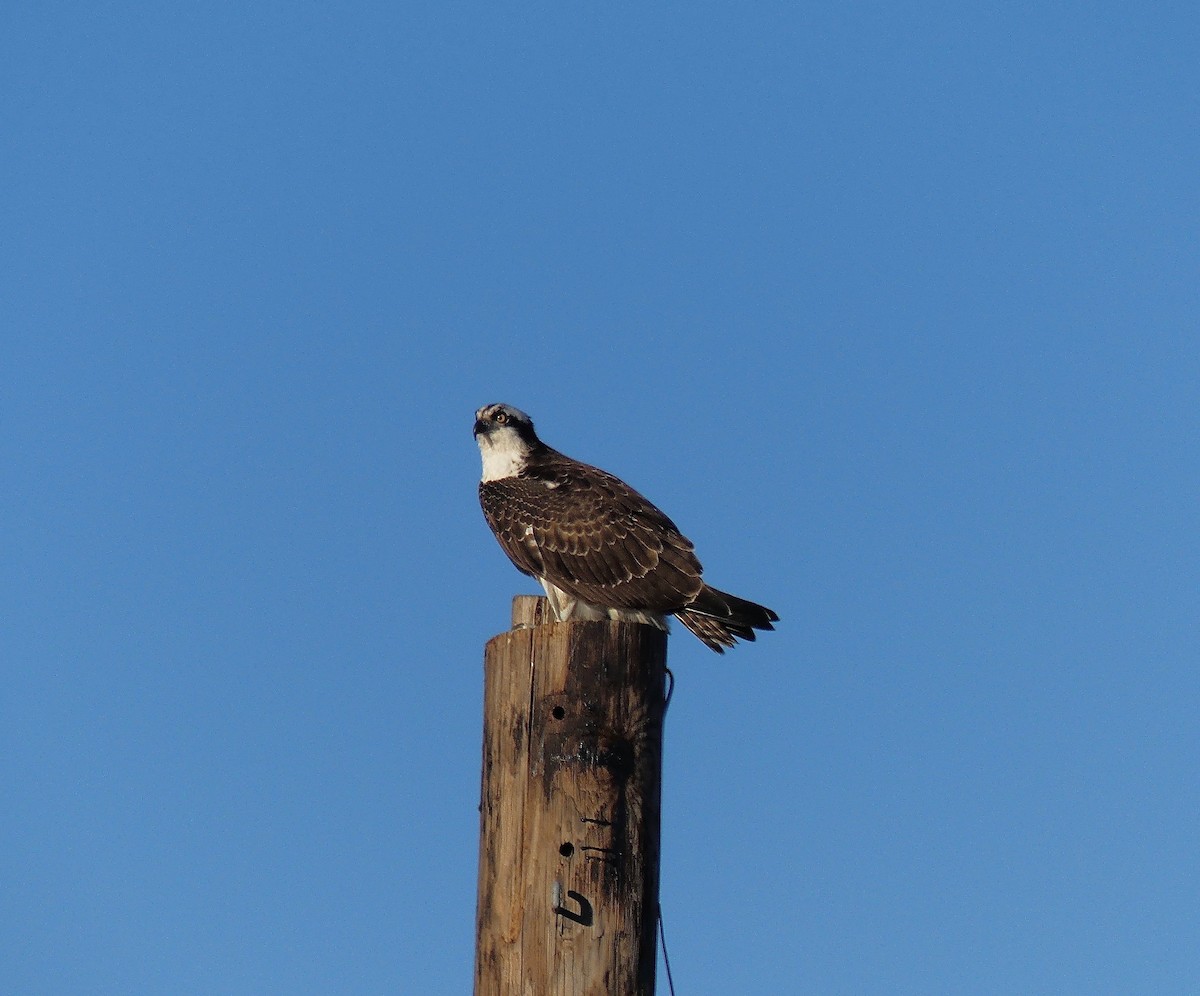 Balbuzard pêcheur - ML119841041