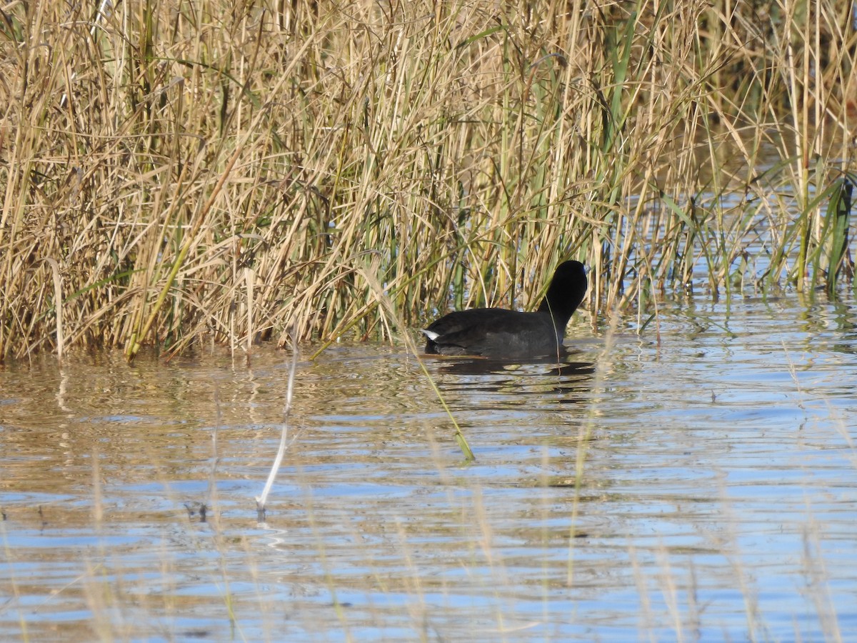 American Coot - ML119841391