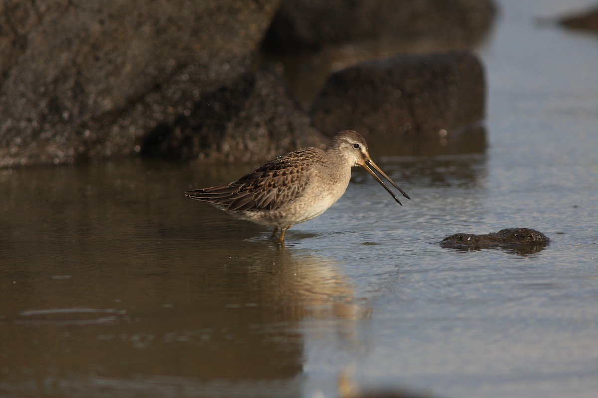 Long-billed Dowitcher - ML119843791