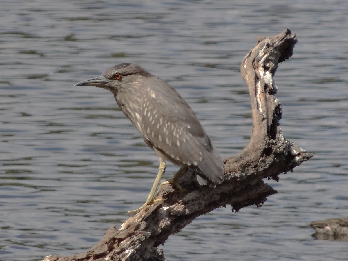 Nachtreiher - ML119843981