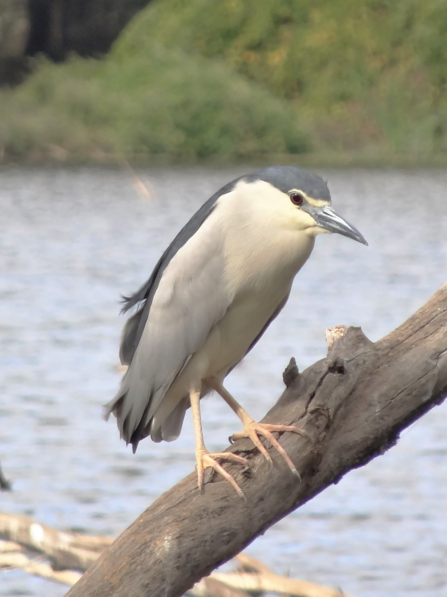 Nachtreiher - ML119844111