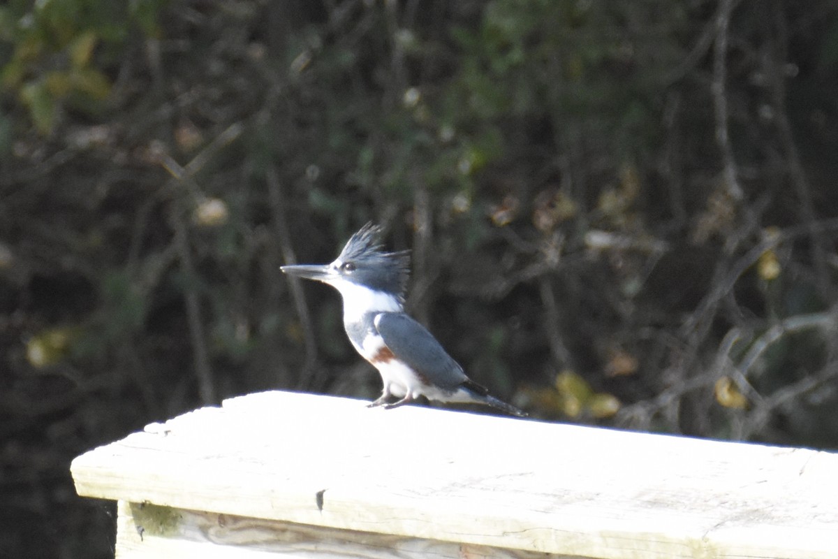 Belted Kingfisher - ML119844391