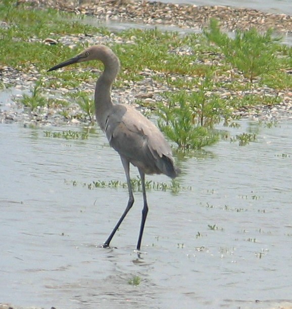 Reddish Egret - Adam D'Onofrio