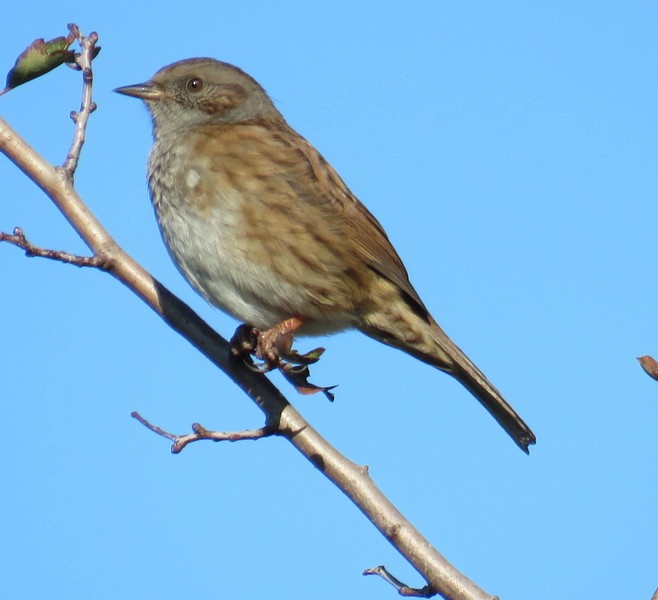 Dunnock - ML119844841