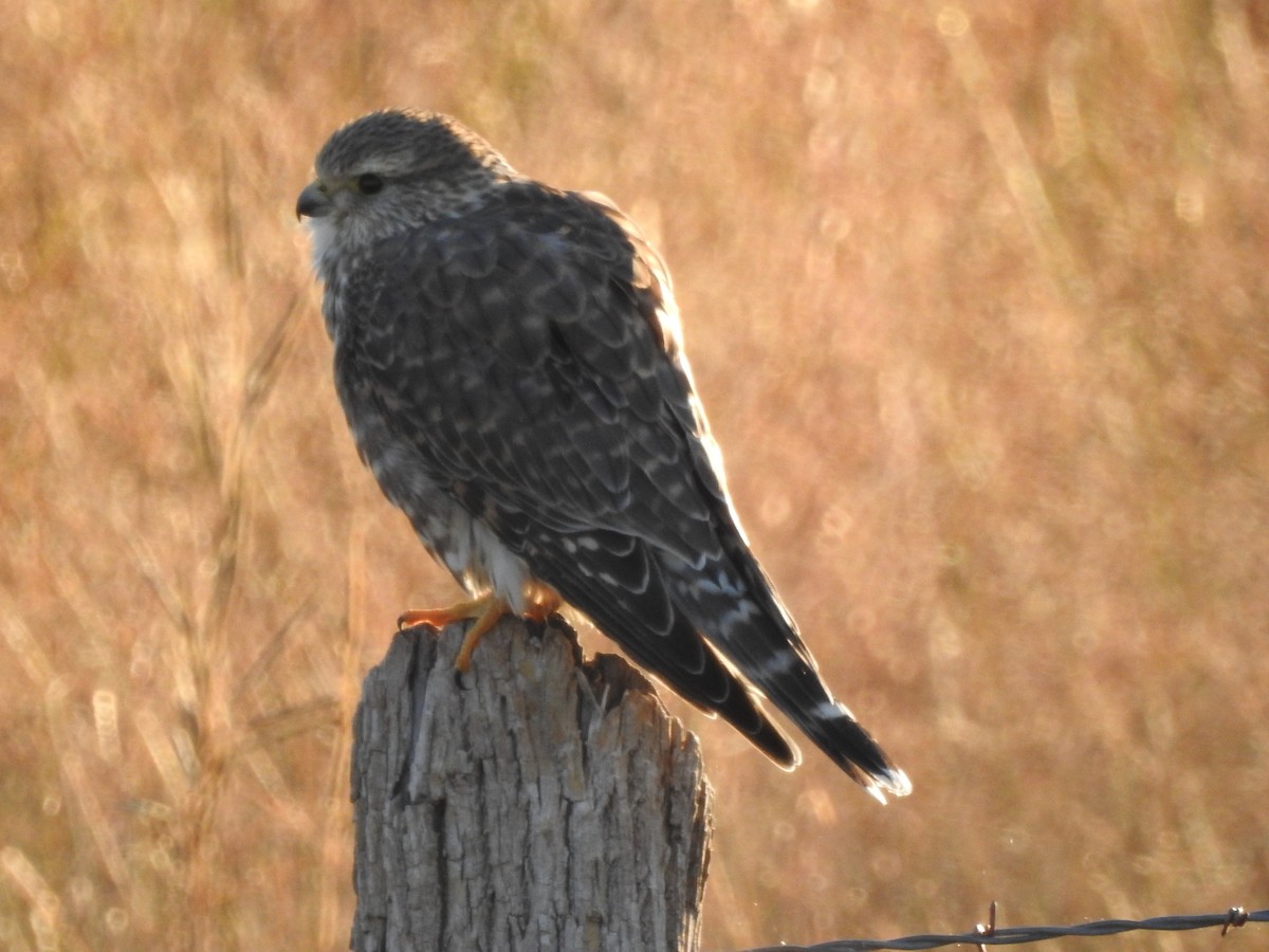 Merlin - Steven McDaniel