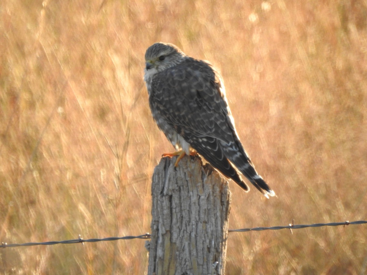 Merlin - Steven McDaniel