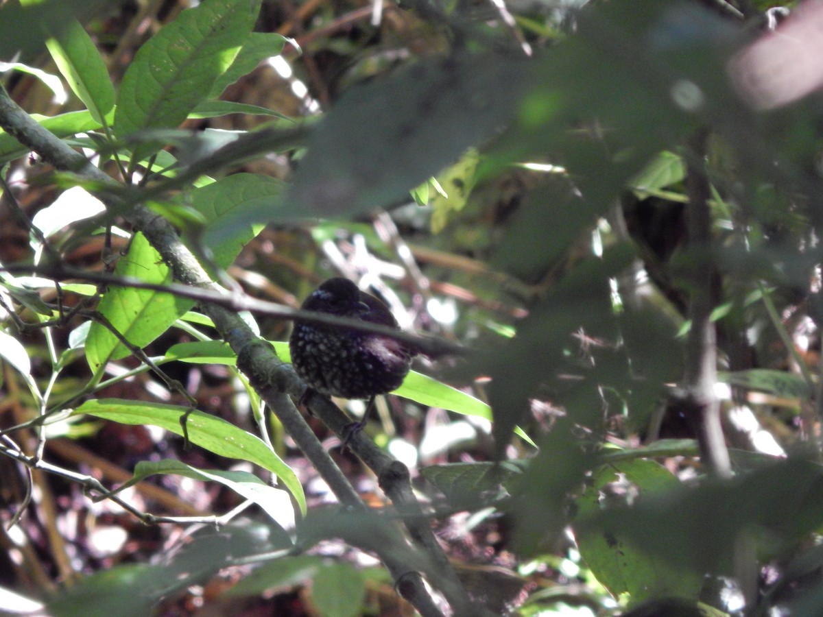 Sharp-tailed Streamcreeper - Lucas Vale