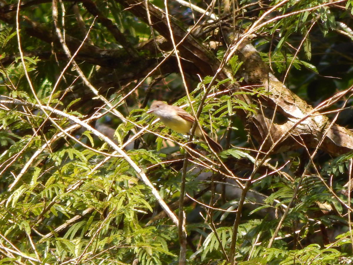 Tropical Kingbird - ML119848601