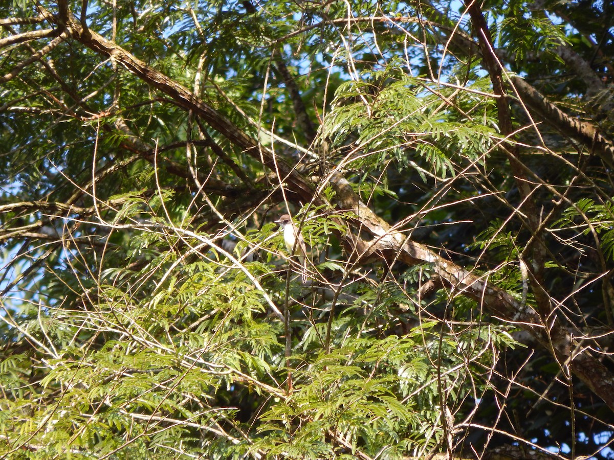 Tropical Kingbird - ML119848631