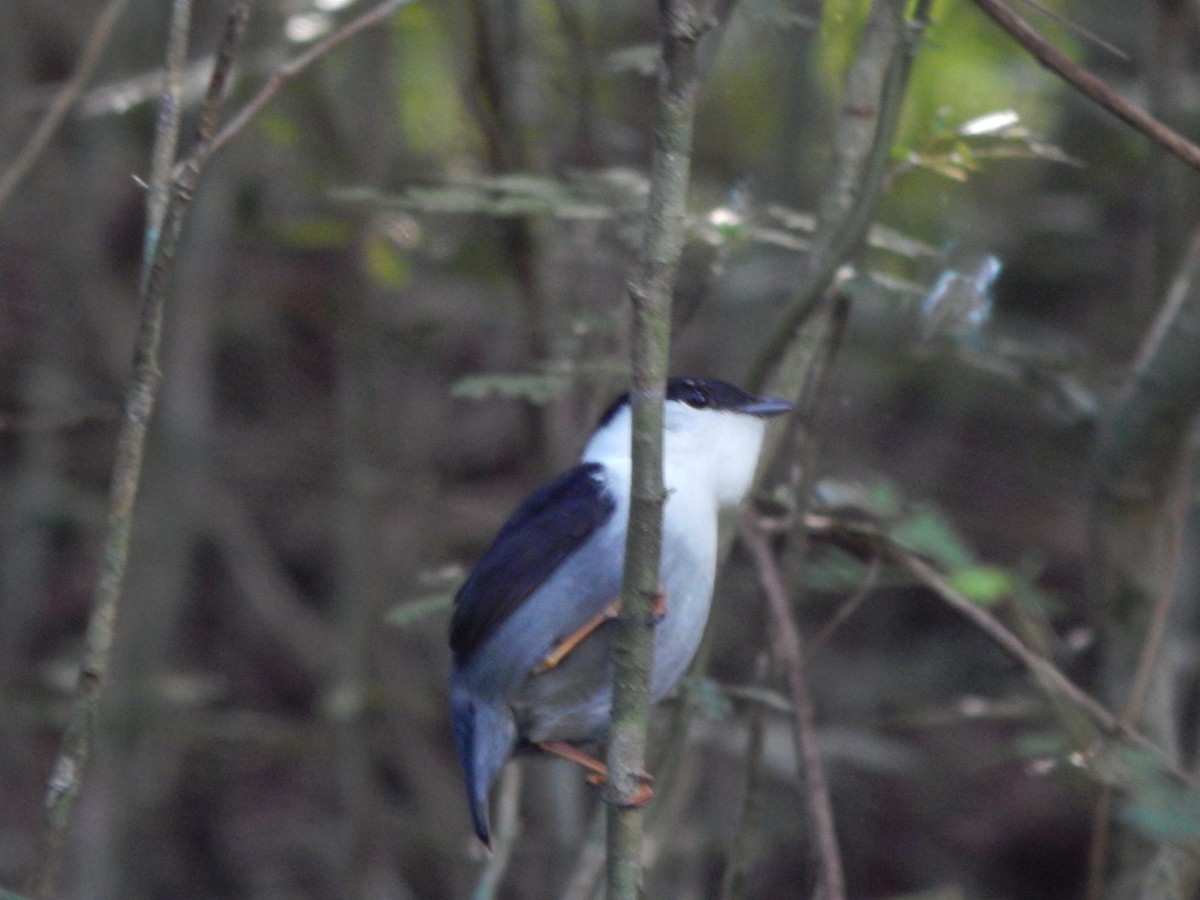 White-bearded Manakin - ML119849101