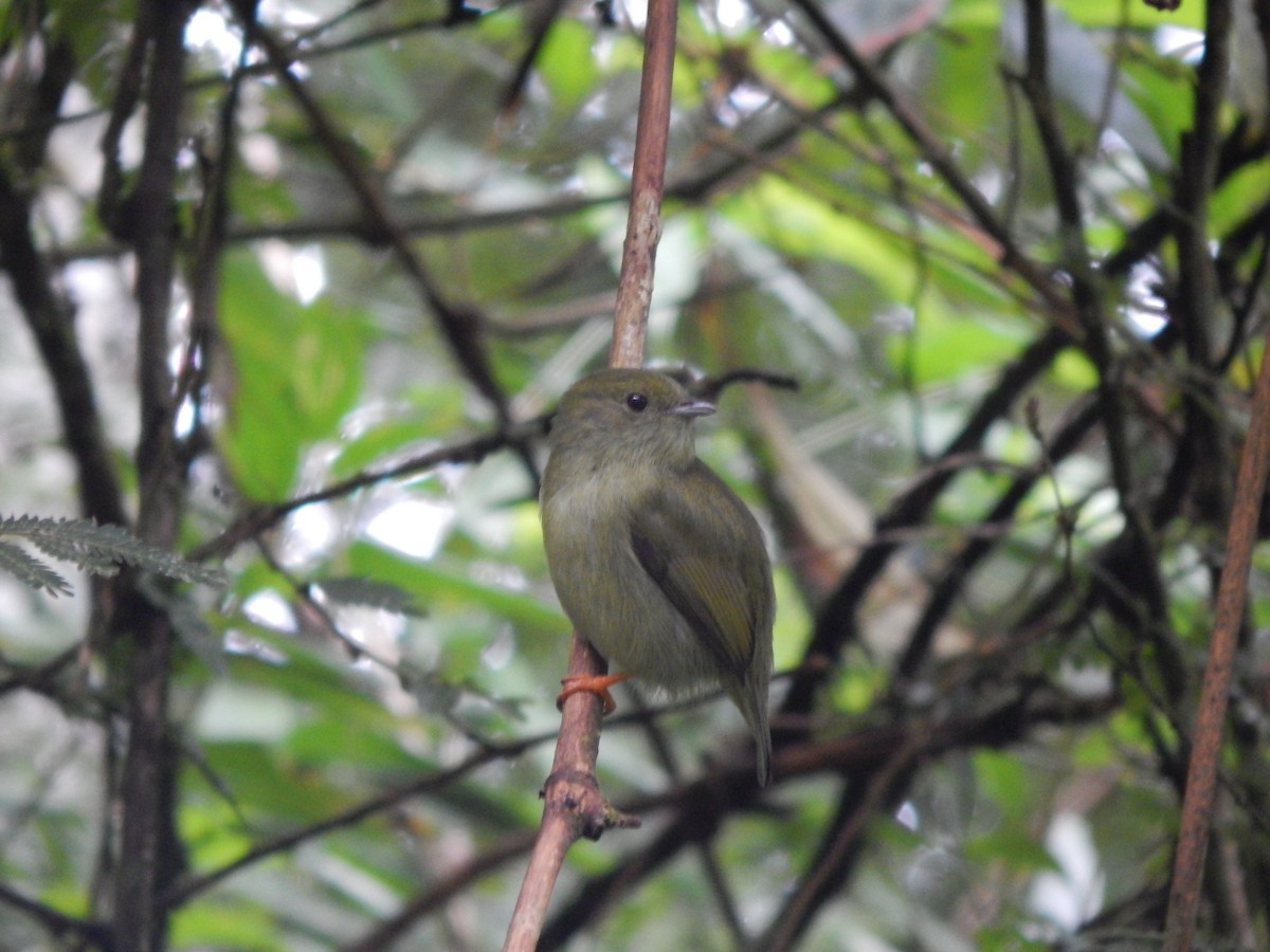 White-bearded Manakin - ML119849331