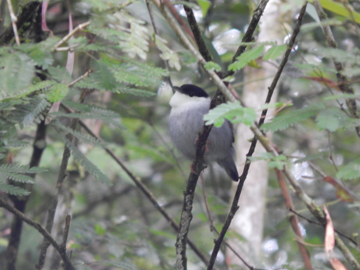 White-bearded Manakin - ML119849481