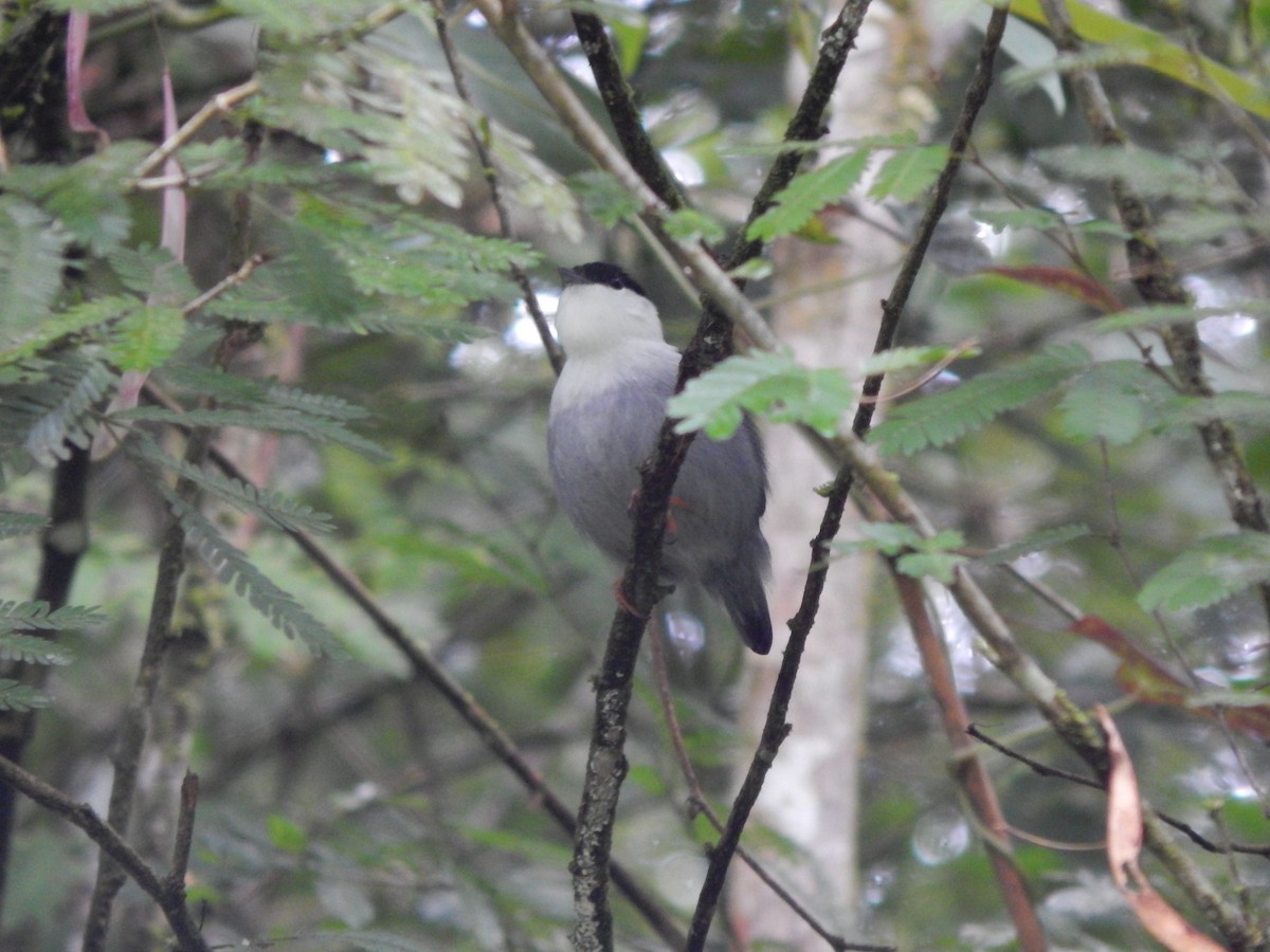 White-bearded Manakin - ML119849621