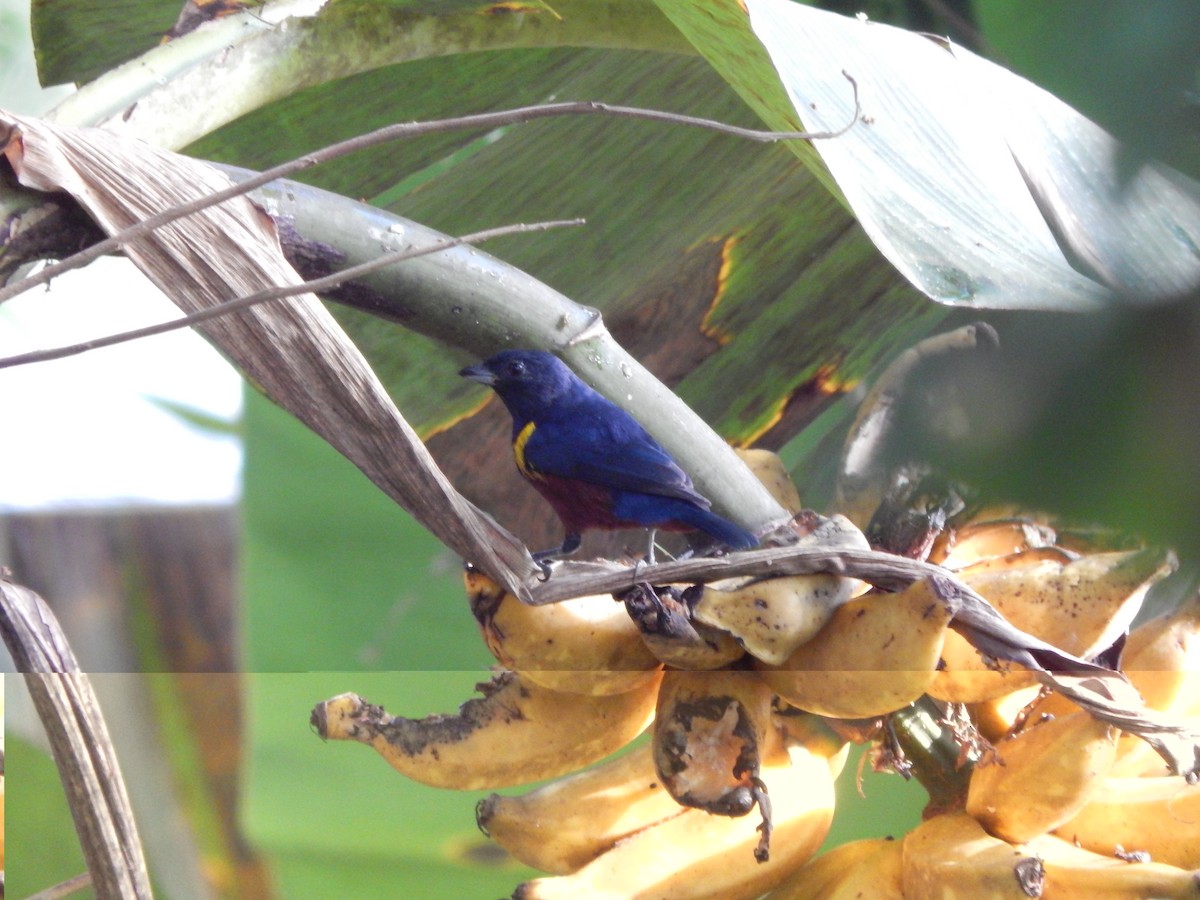 Chestnut-bellied Euphonia - ML119850241