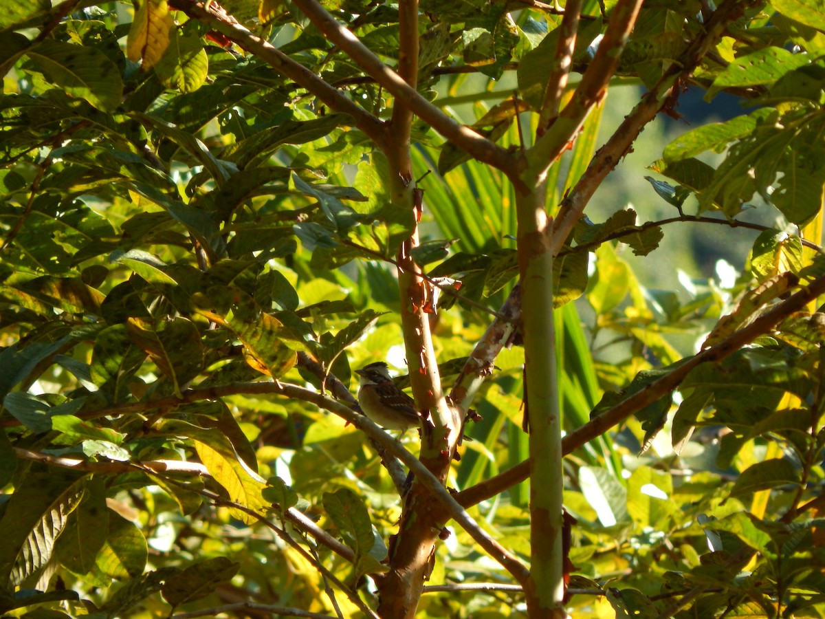 Rufous-collared Sparrow - ML119850421