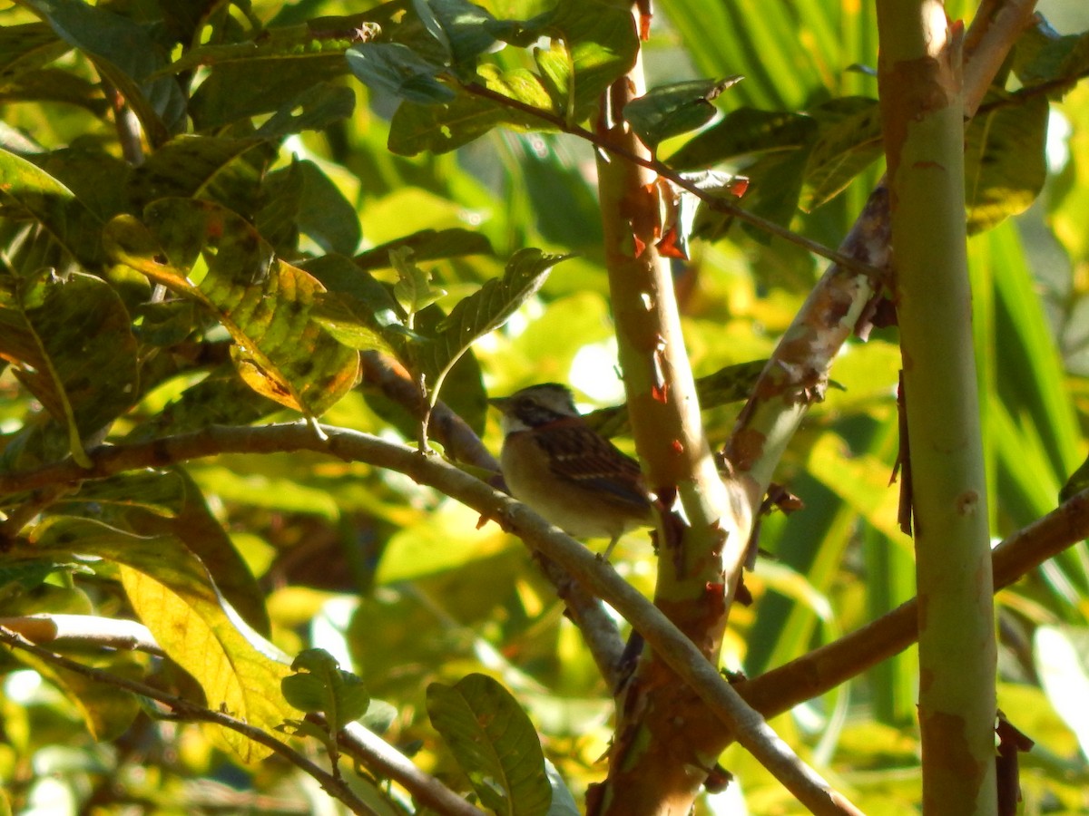 Rufous-collared Sparrow - ML119850431