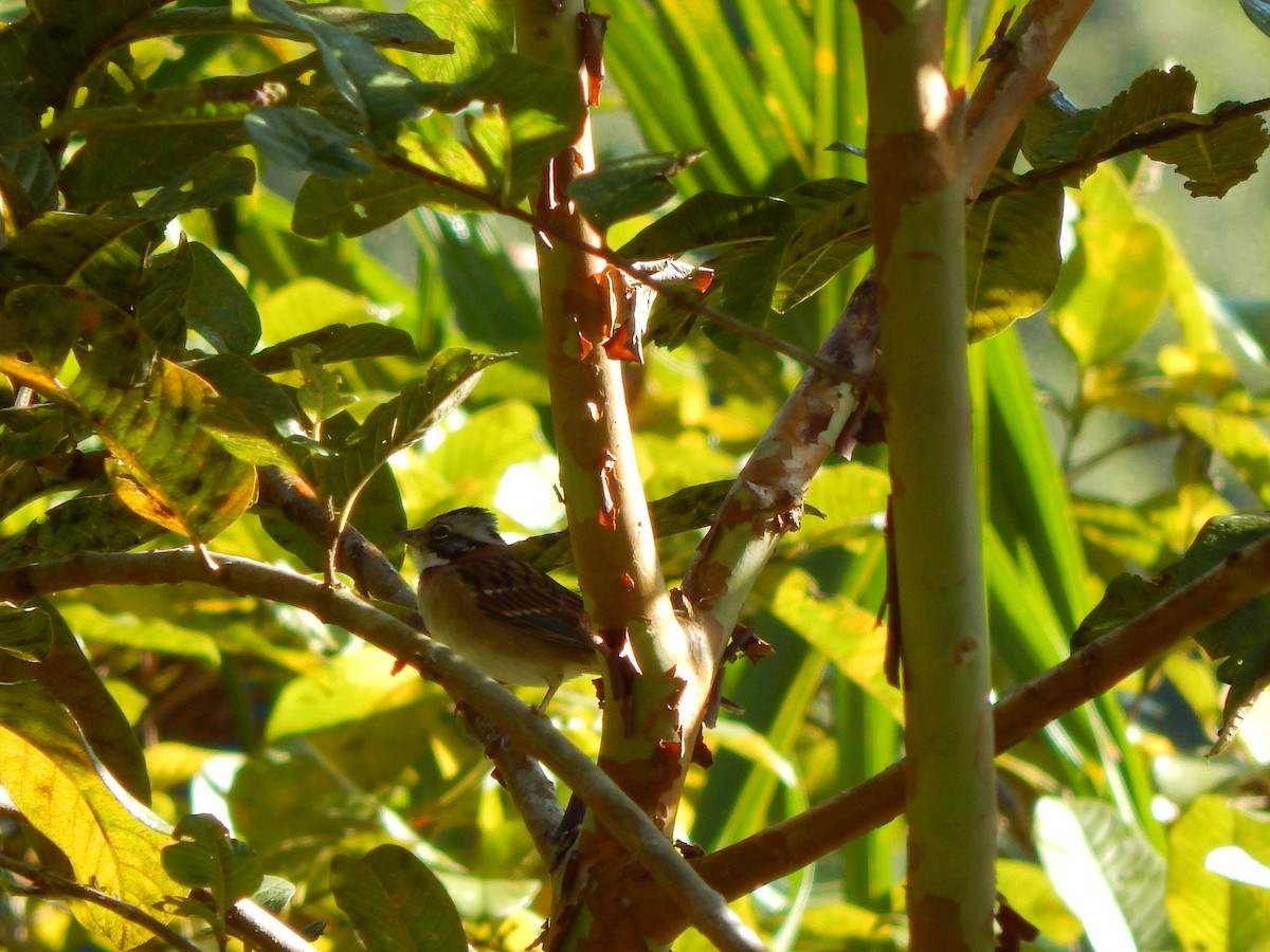 Rufous-collared Sparrow - ML119850481