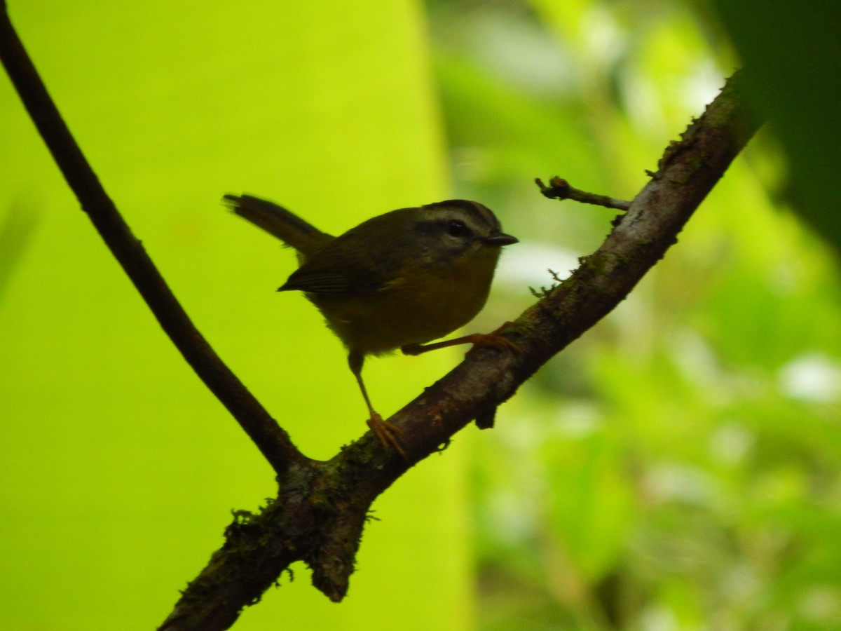 Golden-crowned Warbler - ML119850831