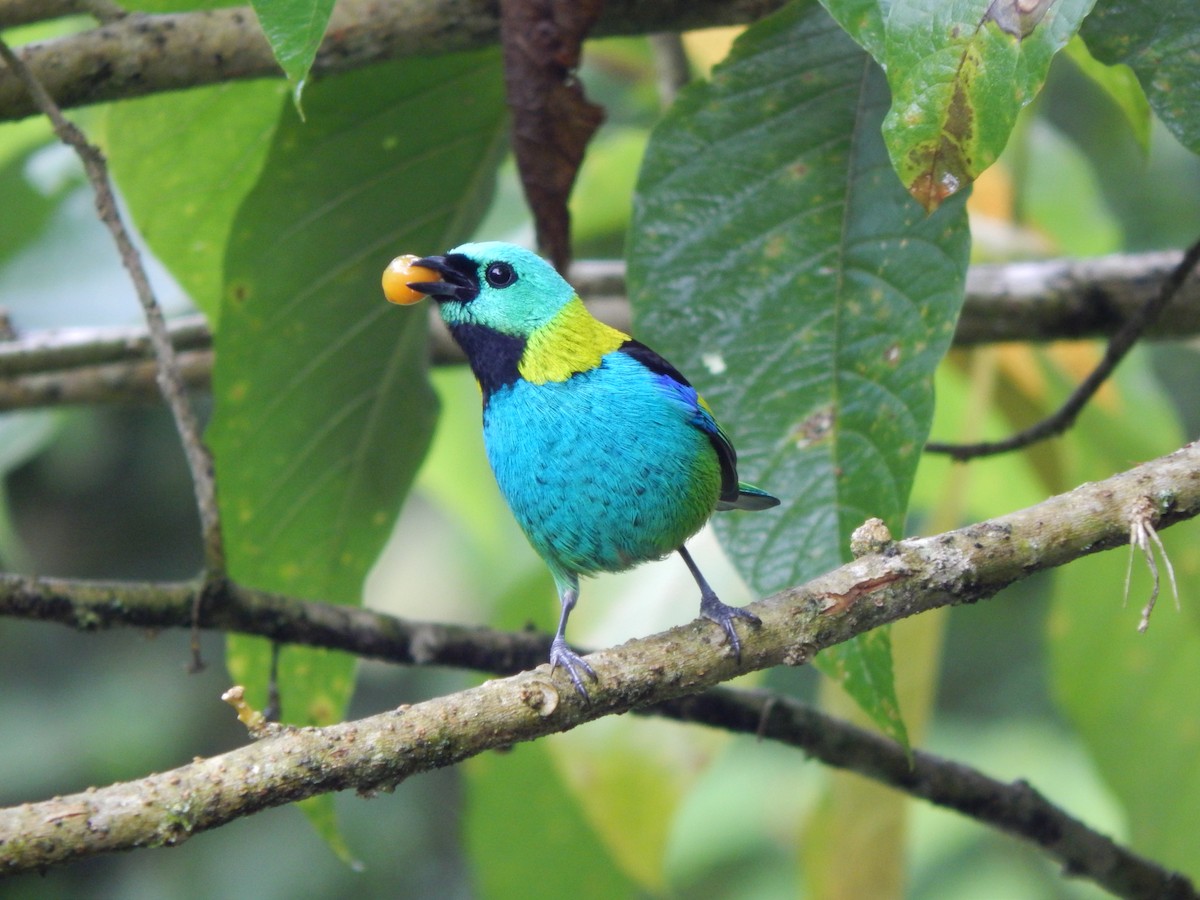 Green-headed Tanager - ML119850971