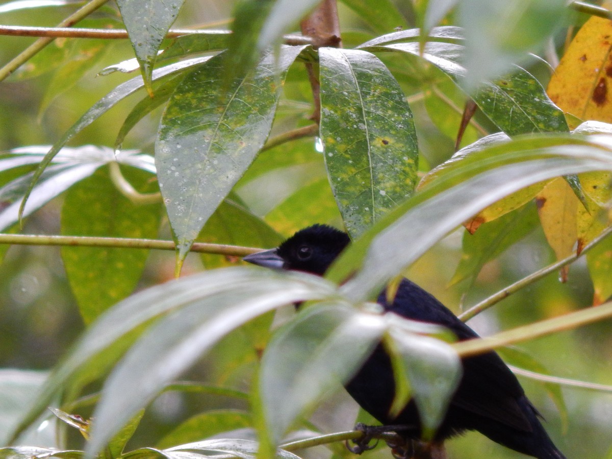 Ruby-crowned Tanager - ML119851241