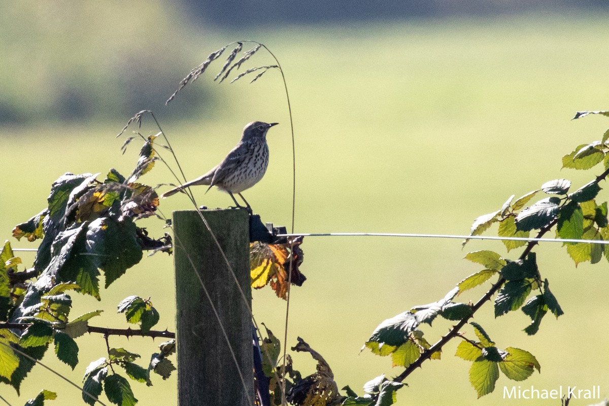 Sage Thrasher - ML119851411