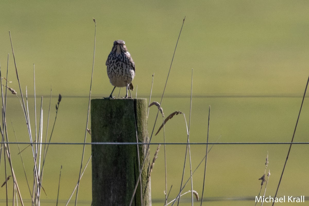 Sage Thrasher - ML119851441