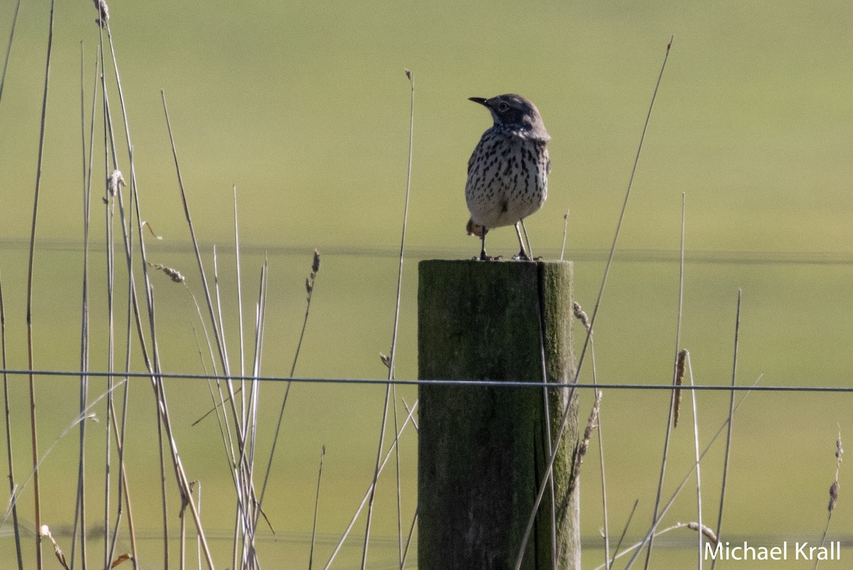 Sage Thrasher - ML119851491