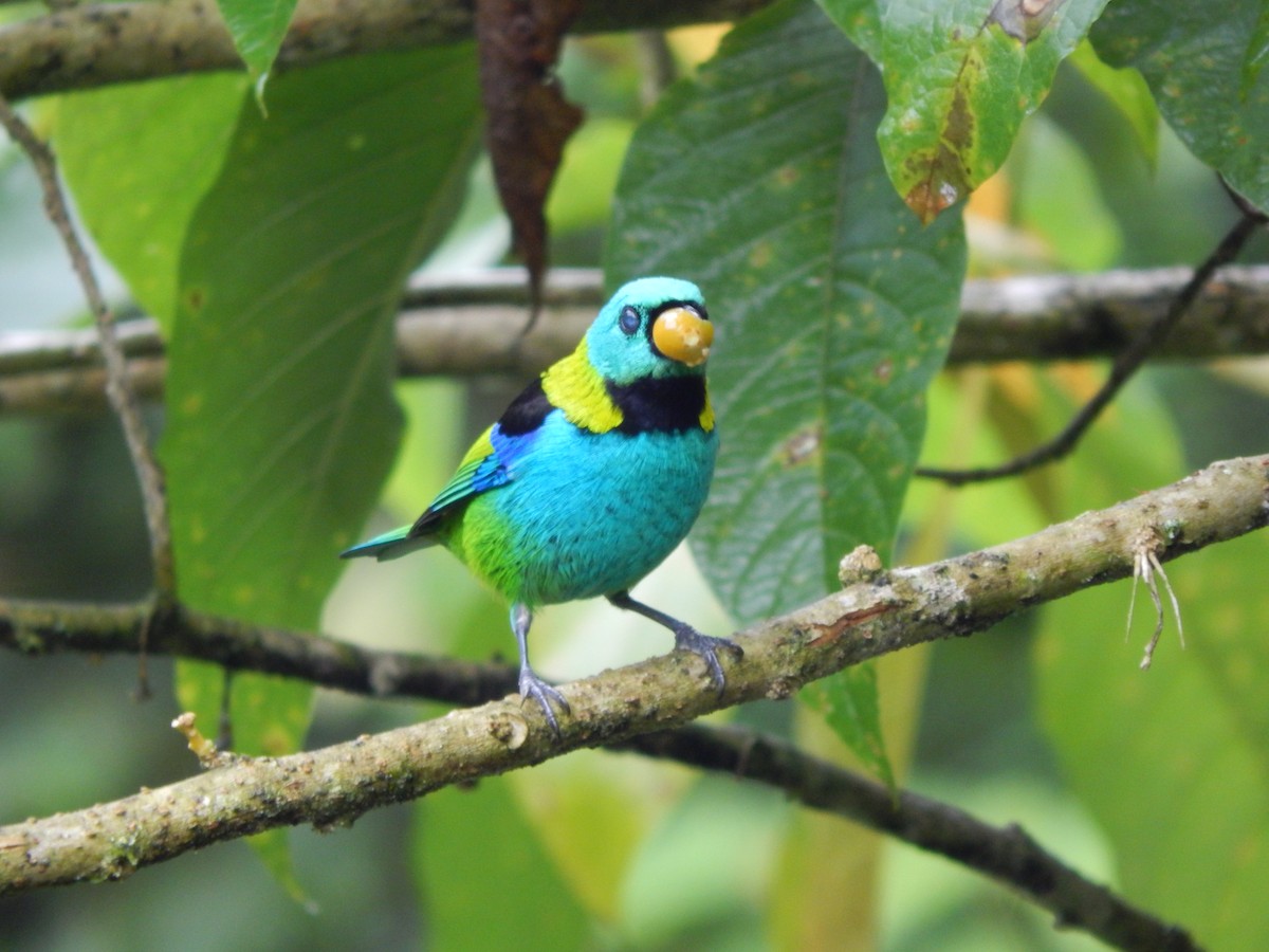 Green-headed Tanager - ML119851731