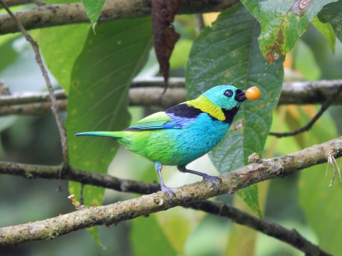 Green-headed Tanager - ML119851811