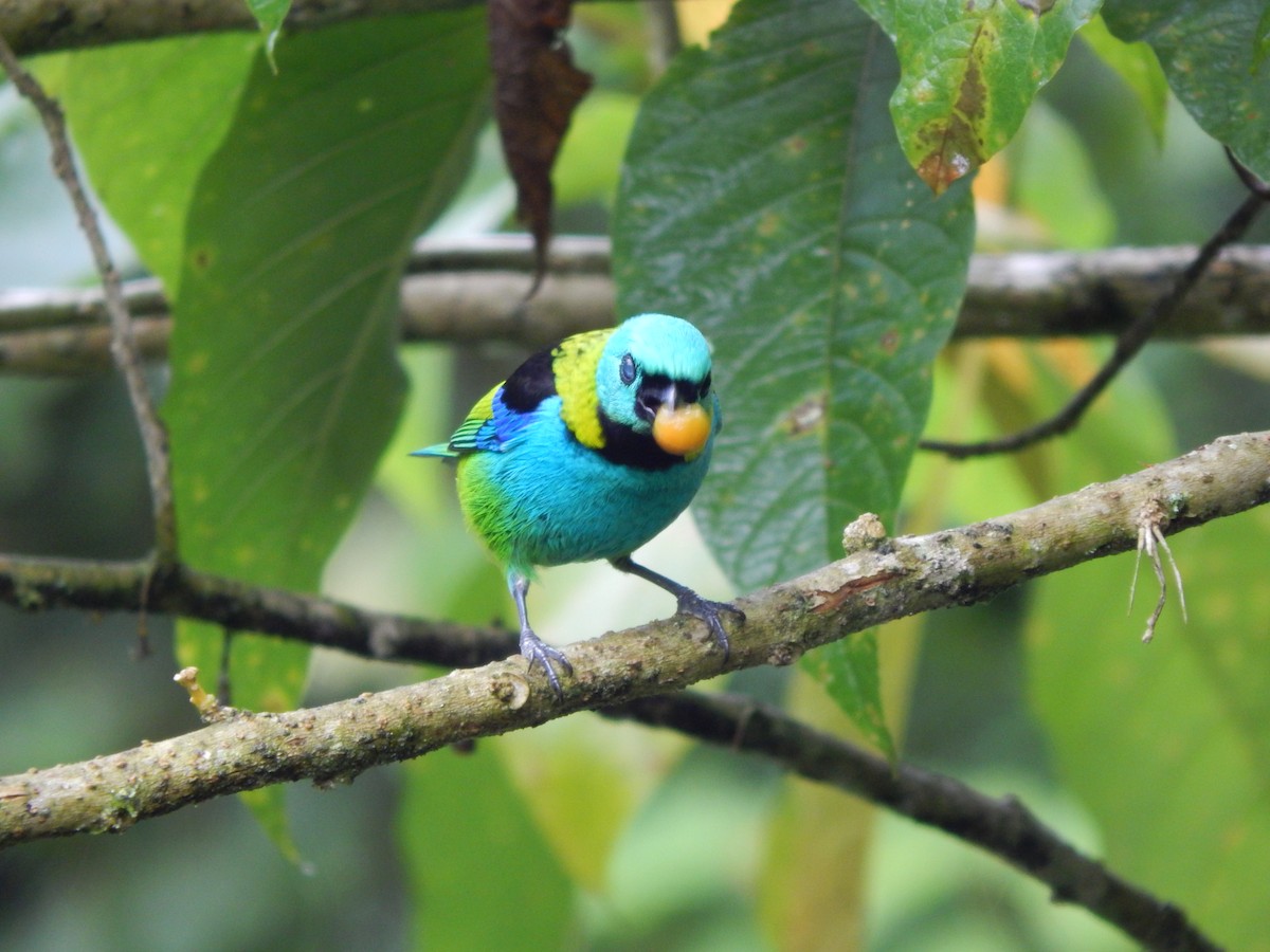 Green-headed Tanager - ML119852281